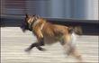 Waremme : entrainement de chiens policiers